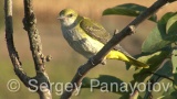 Video of Golden oriole - Golden oriole on the top of the tree near to its nest